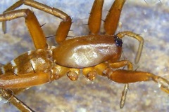 Corinnoidea