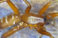 Corinnoidea