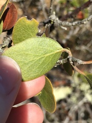 Arctostaphylos rudis