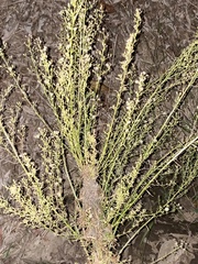 Asteroideae