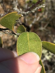 Arctostaphylos rudis