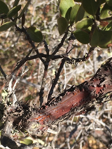 Image of Arctostaphylos rudis by (c) harrier, some rights reserved (CC BY)