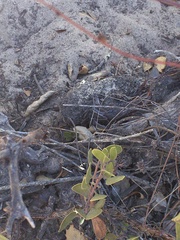 Arctostaphylos rudis