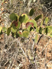 Arctostaphylos rudis