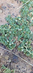 Lobelia concolor