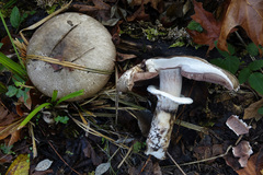 Agaricus buckmacadooi