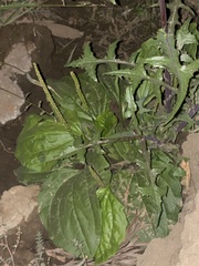 Sonchus oleraceus