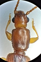 Cryptamorpha desjardinsi