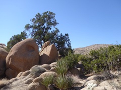 Pinus monophylla