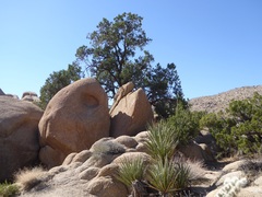 Pinus monophylla