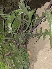 Sonchus oleraceus