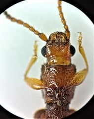 Cryptamorpha desjardinsi