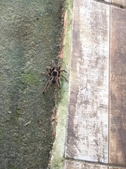 Eupalaestrus crassimetatarsis