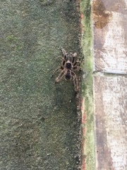 Eupalaestrus crassimetatarsis