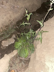Sonchus oleraceus