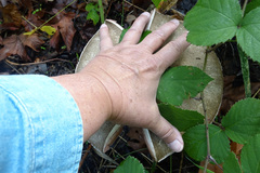 Agaricus buckmacadooi