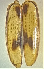 Cryptamorpha desjardinsi