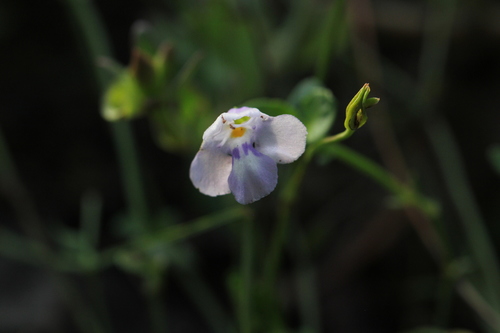 Image of Oblong False Pimpernel (Torenia oblonga) by no rights reserved