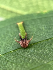 Polyura schreiber