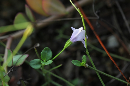 Image of Oblong False Pimpernel (Torenia oblonga) by no rights reserved