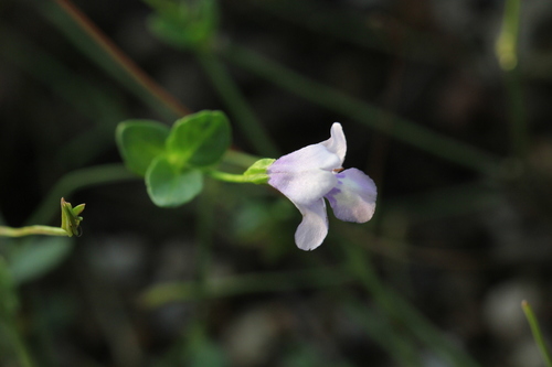 Image of Torenia oblonga by no rights reserved