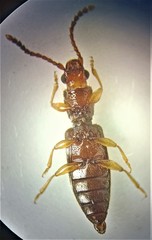 Cryptamorpha desjardinsi