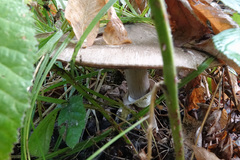 Agaricus buckmacadooi