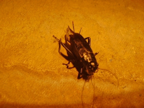 Southern Field Cricket, Southsea, Portsmouth, UK, photo 10 of 10