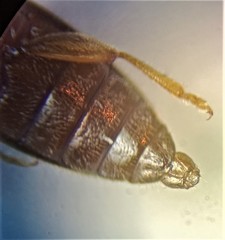 Cryptamorpha desjardinsi