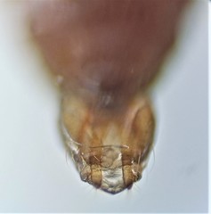 Cryptamorpha desjardinsi