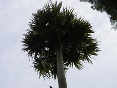 Borassus flabellifer