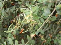 Cadaba fruticosa