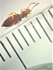 Cryptamorpha desjardinsi