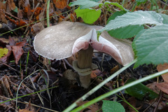 Agaricus buckmacadooi