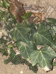 Hedera