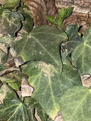 Hedera