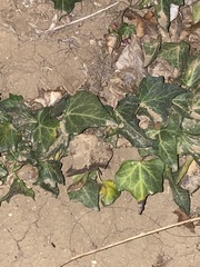 Hedera