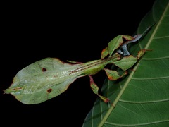 Pulchriphyllium bioculatum