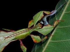 Pulchriphyllium bioculatum