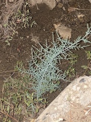 Magnoliopsida