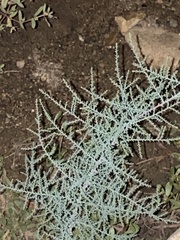 Magnoliopsida