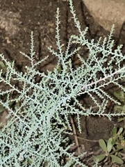 Magnoliopsida