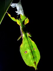Pulchriphyllium bioculatum