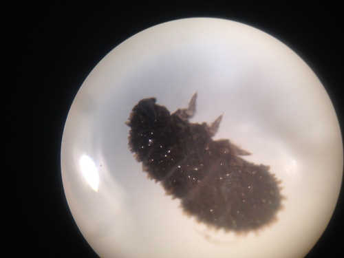 Holacanthella brevispinosa