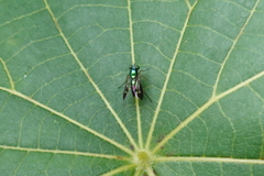 Condylostylus nebulosus