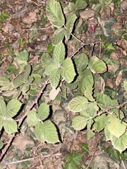 Rubus bifrons