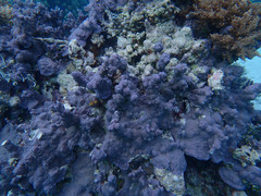 Porites rus