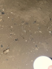Acheta domesticus