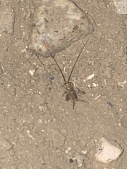 Acheta domesticus