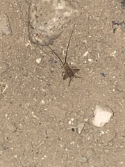 Acheta domesticus